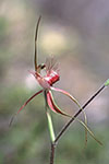 Caladenia arenicola