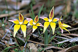 Caladenia flava subsp. flava