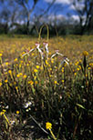 Caladenia longicauda subsp. longicauda