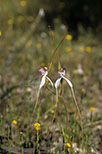 Caladenia longicauda subsp. longicauda