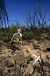 Caladenia longicauda subsp. longicauda