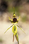 Caladenia crebra