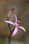Caladenia hirta subsp. rosea