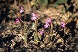 Caladenia nana subsp. nana