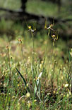 Caladenia falcata
