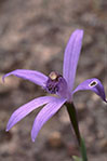 Cyanicula deformis
