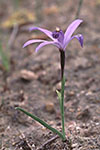 Cyanicula deformis