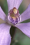 Cyanicula gertrudiae