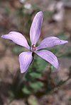 Cyanicula gertrudiae