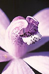 Cyanicula sericea