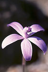 Cyanicula sericea