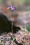 Cyanicula sericea