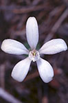 Cyanicula gemmata