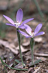 Cyanicula gemmata