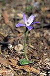 Cyanicula gemmata