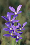 Cyanicula gemmata