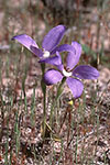 Cyanicula gemmata