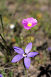 Cyanicula gemmata