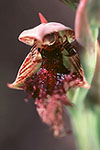 Calochilus uliginosus