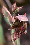 Calochilus uliginosus