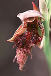 Calochilus uliginosus