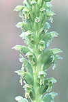 Microtis media subsp. densiflora
