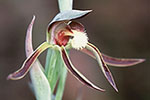 Lyperanthus serratus
