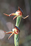 Lyperanthus serratus