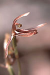 Cyrtostylis tennuissima