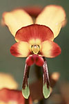 Diuris amplissima