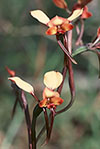 Diuris amplissima