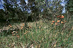 Diuris amplissima
