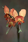 Diuris longifolia
