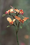 Diuris longifolia