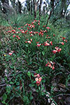 Diuris longifolia