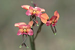 Diuris longifolia