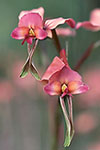 Diuris longifolia
