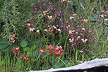 Diuris longifolia