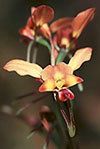 Diuris aff. amplissima