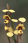 Diuris laxiflora