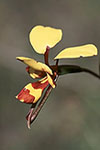 Diuris laxiflora