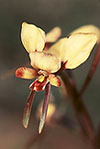 Diuris laxiflora