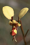 Diuris laxiflora
