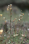 Diuris laxiflora