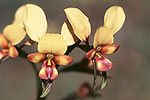 Diuris corymbosa