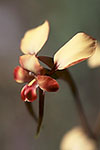 Diuris corymbosa