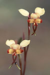 Diuris corymbosa