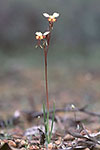 Diuris corymbosa
