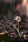 Prasophyllum cucullatum