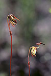 Paracaleana nigrita